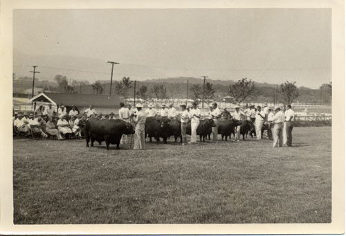 Cattle