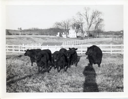 Cattle