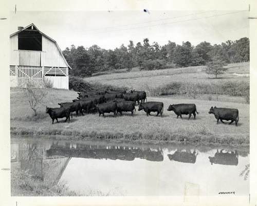 Cattle