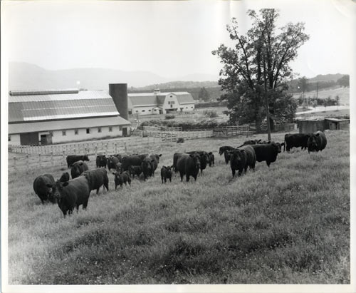 Cattle (Dance Barn and West Barn in the background)