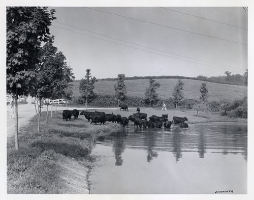 Cattle
