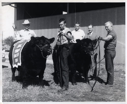 Men with cattle