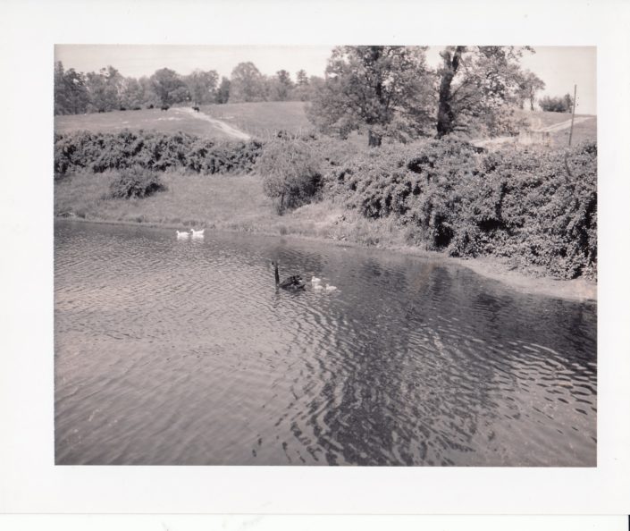 Black Swan and Babies (1965)